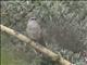 White-browed Coucal (Centropus superciliosus)