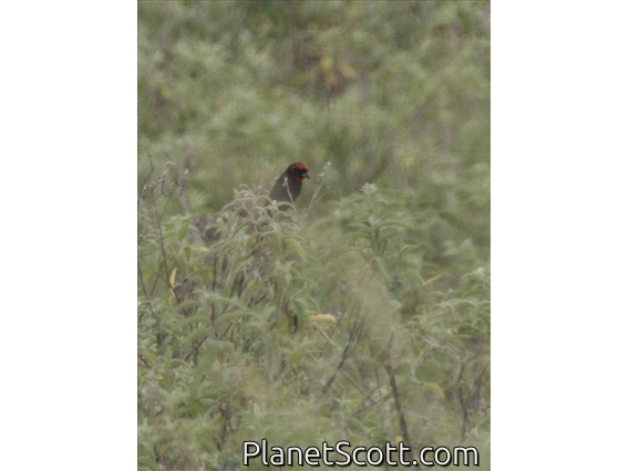 Red-cowled Widowbird (Euplectes laticauda)