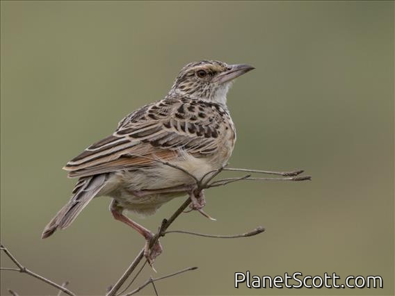 Sentinel Lark (Corypha athi)