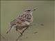 Rufous-naped Lark (Corypha africana)