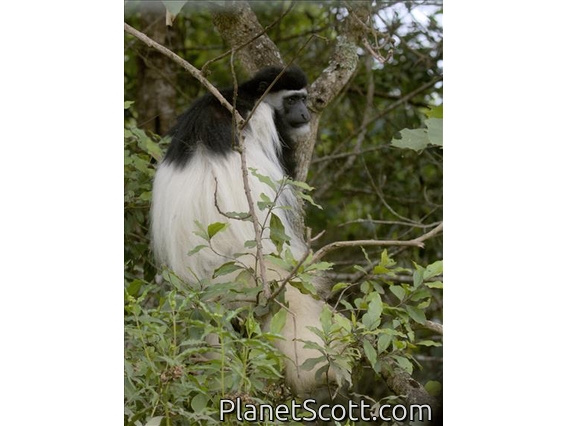 Mount Kilimanjaro Guereza (Colobus caudatus)