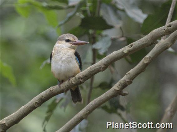 Brown-hooded Kingfisher (Halcyon albiventris)