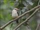 Brown-hooded Kingfisher (Halcyon albiventris)