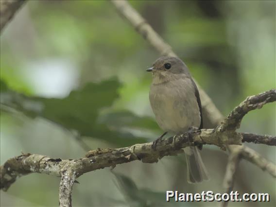 African Dusky Flycatcher (Muscicapa adusta)