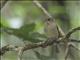 African Dusky Flycatcher (Muscicapa adusta)