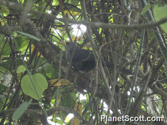 Green Malkoha (Ceuthmochares australis)
