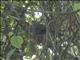 Green Malkoha (Ceuthmochares australis)