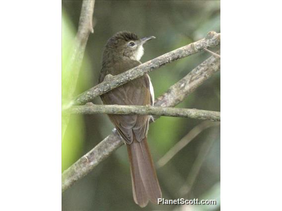 Cabanis's Greenbul (Phyllastrephus cabanisi)