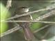Cabaniss Greenbul (Phyllastrephus cabanisi)
