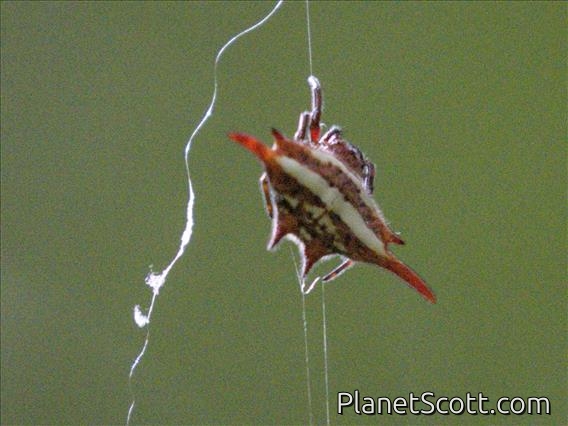 Mediumwing Kitespider (Gasteracantha versicolor)