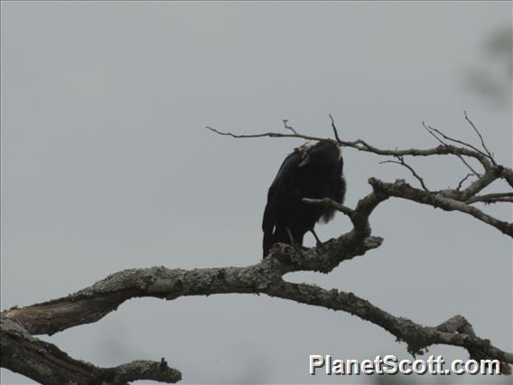 White-necked Raven (Corvus albicollis)