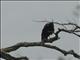 White-necked Raven (Corvus albicollis)