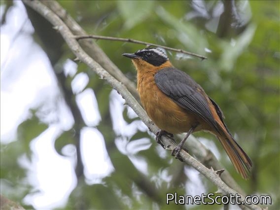 Rueppell's Robin-Chat (Cossypha semirufa)