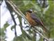 Rueppells Robin-Chat (Cossypha semirufa)