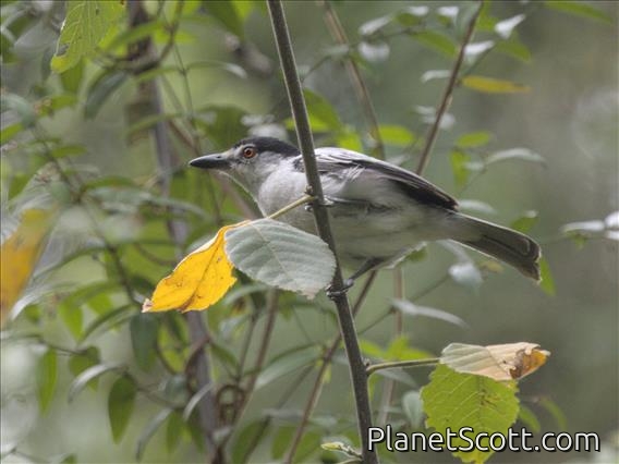 Black-backed Puffback (Dryoscopus cubla) - Female