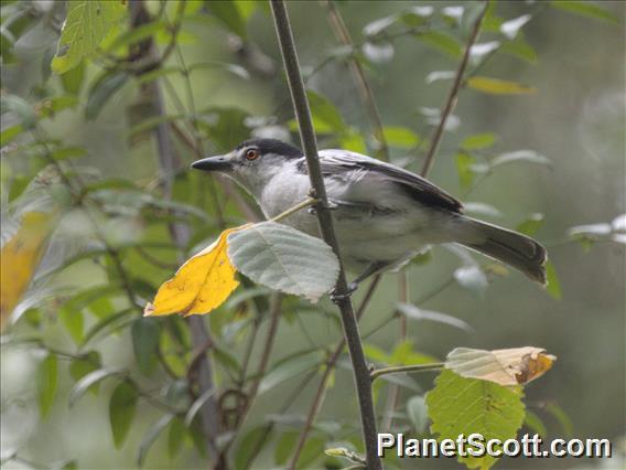 Black-backed Puffback (Dryoscopus cubla)