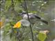 Black-backed Puffback (Dryoscopus cubla) - Female