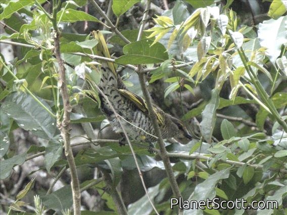 Black Cuckooshrike (Campephaga flava) - Female