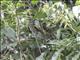 Black Cuckooshrike (Campephaga flava) - Female