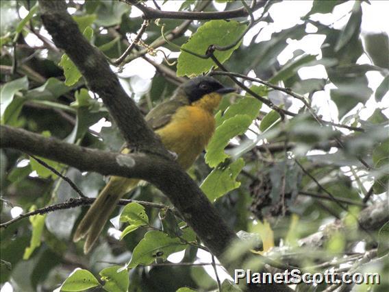 Black-fronted Bushshrike (Chlorophoneus nigrifrons)