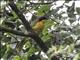 Black-fronted Bushshrike (Chlorophoneus nigrifrons)