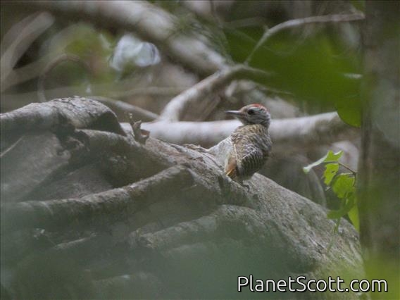 Golden-tailed Woodpecker (Campethera abingoni)