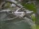Golden-tailed Woodpecker (Campethera abingoni)