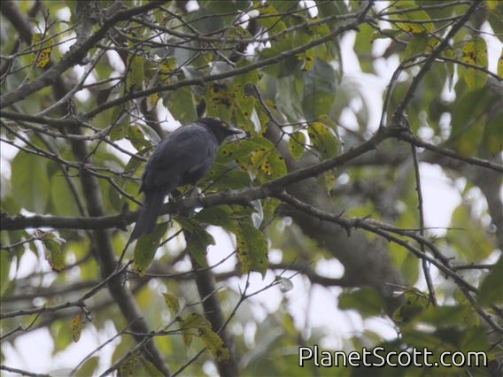 Waller's Starling (Onychognathus walleri)