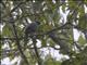 Wallers Starling (Onychognathus walleri)