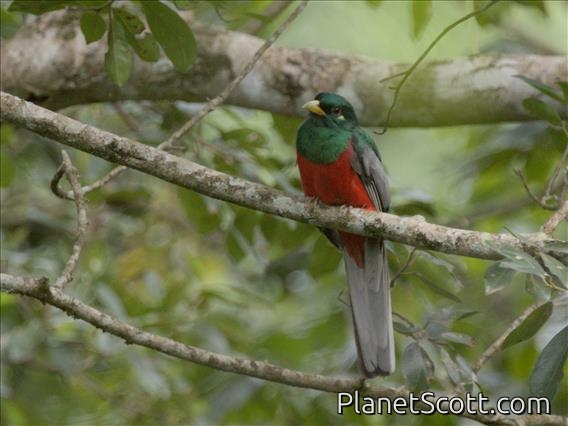 Narina Trogon (Apaloderma narina)