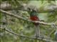 Narina Trogon (Apaloderma narina)