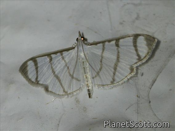 Zebra Pyrale (Zebronia phenice)