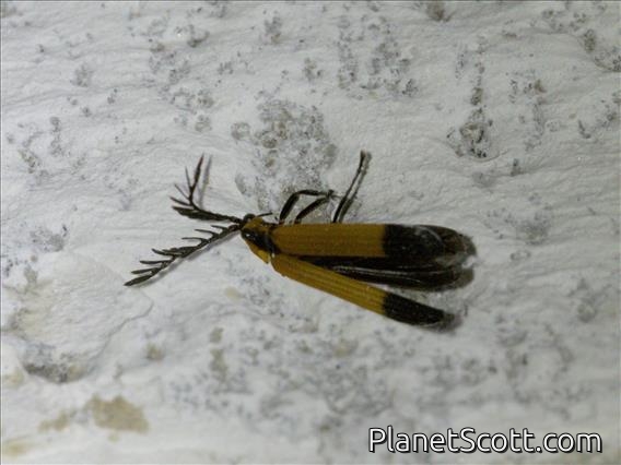 Net-winged Beetle (Lycidae sp)