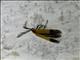 Net-winged Beetle (Lycidae sp)