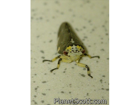 Common Raintree Spittlebug (Ptyelus grossus)