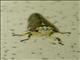 Common Raintree Spittlebug (Ptyelus grossus)