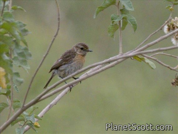 African Stonechat (Saxicola torquatus) - Immature Male