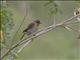 African Stonechat (Saxicola torquatus) - Immature Male