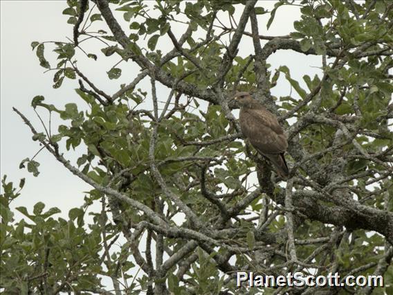 African Marsh Harrier (Circus ranivorus)