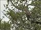 African Marsh Harrier (Circus ranivorus)