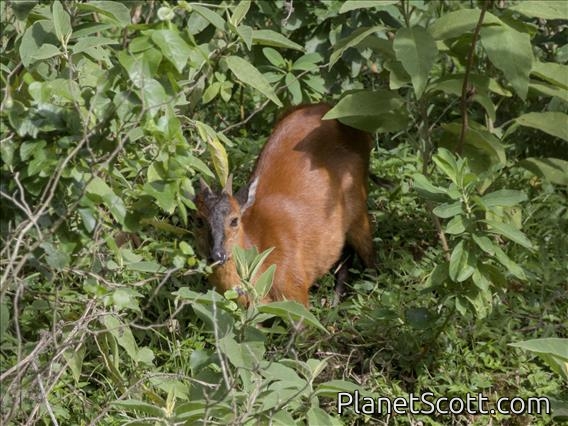 Harvey's Duiker (Cephalophus harveyi)