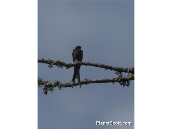 Black Sawwing (Psalidoprocne pristoptera )