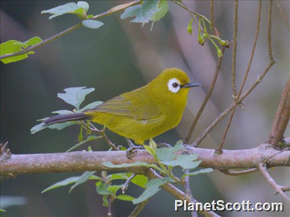 Kilimanjaro White-eye (Zosterops eurycricotus)