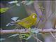 Kilimanjaro White-eye (Zosterops eurycricotus)