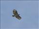 Mountain Buzzard (Buteo oreophilus)