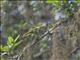 Black-headed Mountain Greenbul (Arizelocichla nigriceps)