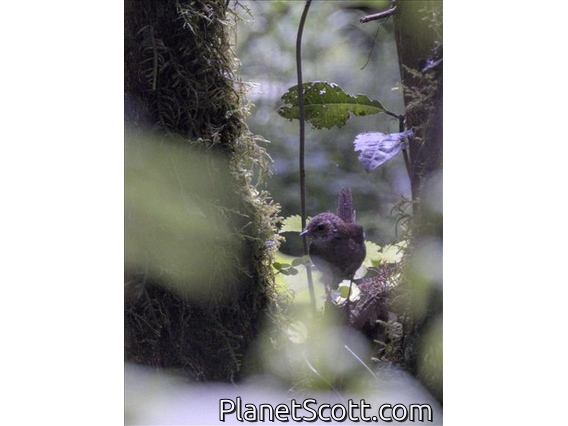 Evergreen Forest Warbler (Bradypterus lopezi)