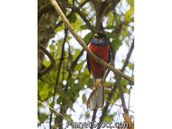 Bar-tailed Trogon (Apaloderma vittatum)