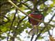 Bar-tailed Trogon (Apaloderma vittatum)