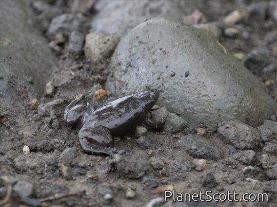 Mueller's Platanna (Xenopus muelleri)